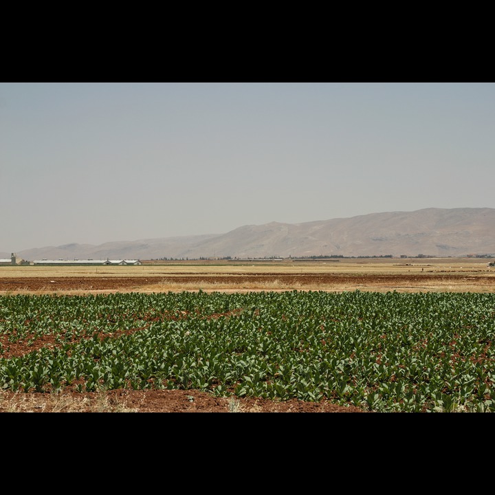 The Beqaa Valley, 2003 - 2006